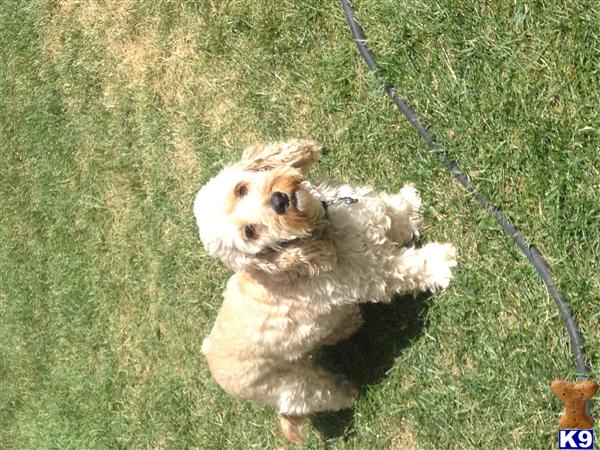 Cocker Spaniel dog